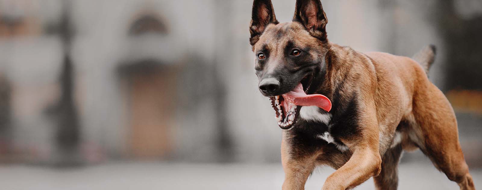 A dog runs, Hohenwald Animal Hospital